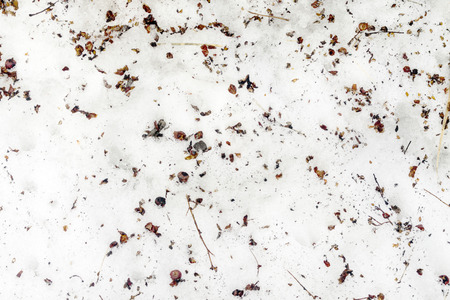 dirty snow in the garden in springの写真素材