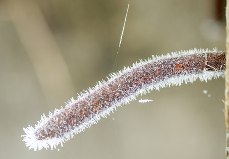 Old nails into a plank covered with frost.