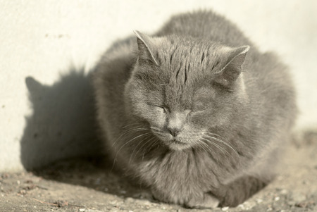 domestic cat on the streets, basking in the sunの写真素材