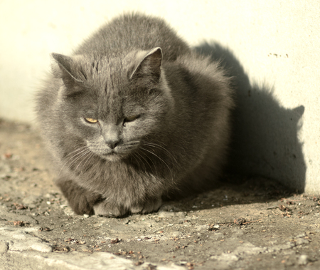 domestic cat on the streets, basking in the sunの写真素材