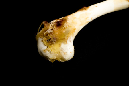 Chicken bones on a dark background