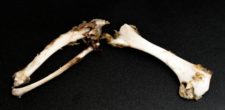 Chicken bones on a dark background