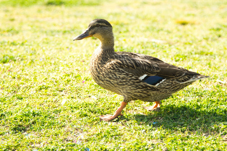 wild ducks on the lawn, spring landscapeの写真素材