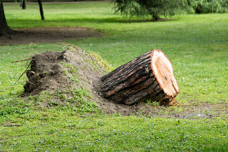 freshly cut and tree stump, fallen treeの写真素材