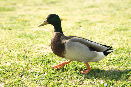 wild ducks on the lawn, spring landscapeの写真素材