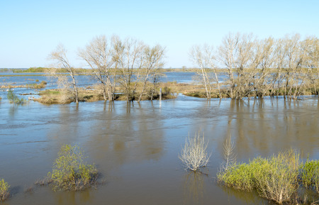 spring flood, flooded meadows treesの写真素材