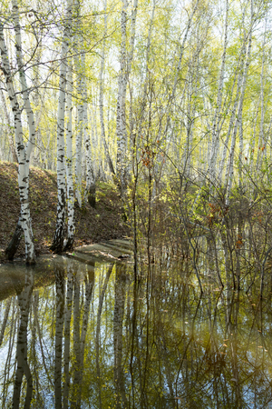 birch forest, spring landscapeの写真素材