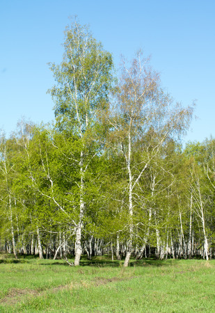 birch grove in the spring landscape backgroundの写真素材