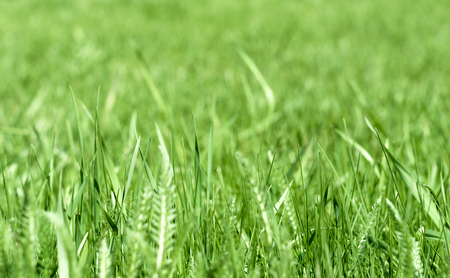 green grass out of focus with a blurred backgroundの写真素材