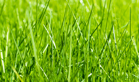 green grass out of focus with a blurred backgroundの写真素材