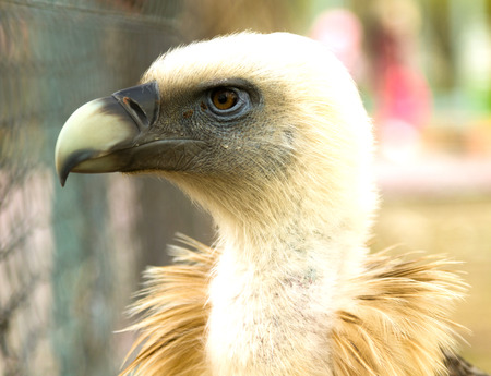 birds of prey close up in a zoo