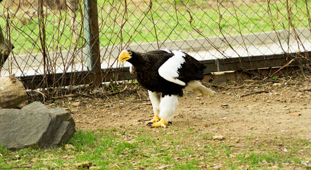 birds of prey close up in a zoo