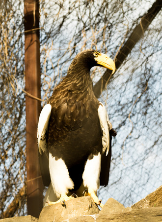 birds of prey close up in a zooの写真素材