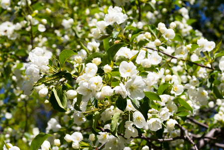 White flowers of apple trees spring landscapeの写真素材