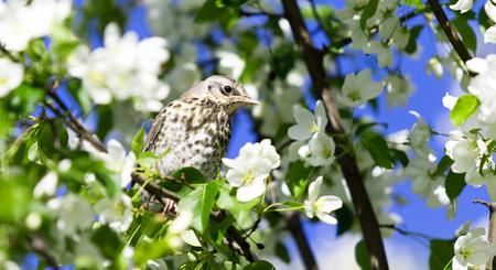 Bird on a white spring blooming branch.の写真素材