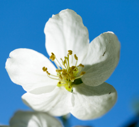 White flowers of apple trees spring landscapeの写真素材