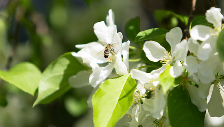 White flowers of apple trees spring landscape