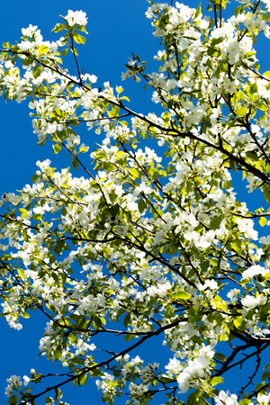 White flowers of apple trees spring landscapeの写真素材