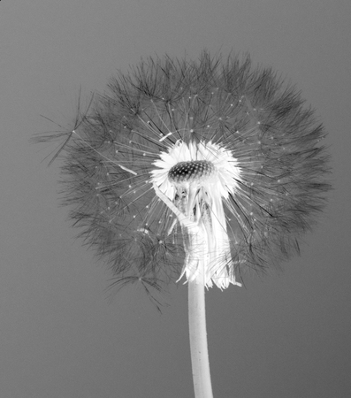 Dandelion Isolatedの写真素材