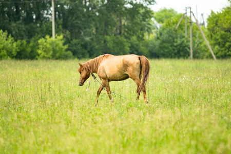 horse standing in the grassの写真素材