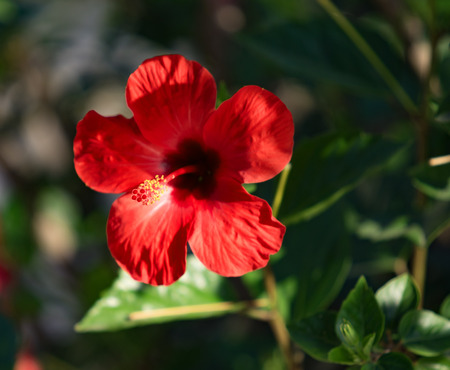 bright flowers Hibiscus closeupの写真素材