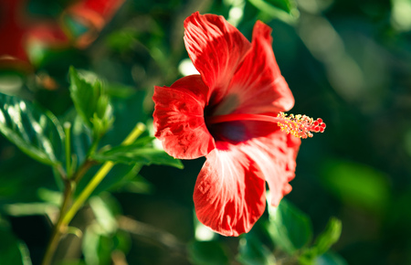 bright flowers Hibiscus closeupの写真素材