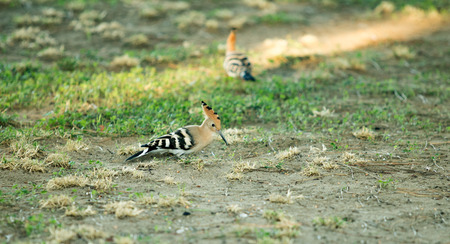 hoopoe bird in nature