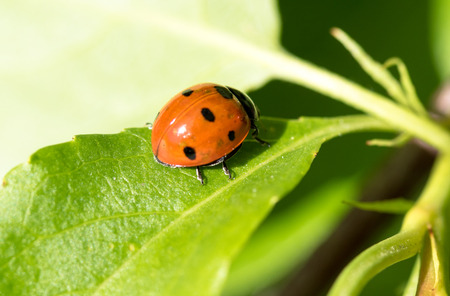 ladybird on a green leaf