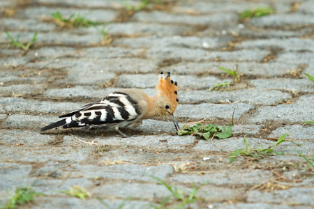 hoopoe bird in natureの写真素材