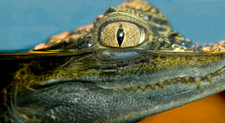 aquarium fish closeupの写真素材