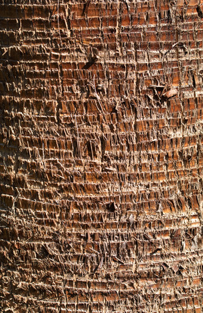 green palm leaves backgroundの写真素材