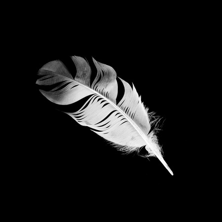 bird feather on black backgroundの写真素材