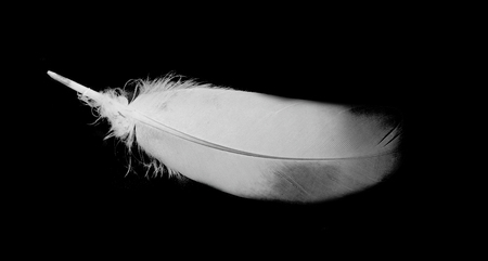 bird feather on black backgroundの写真素材