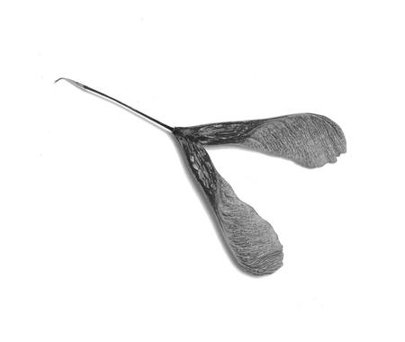 maple seeds on white backgroundの写真素材