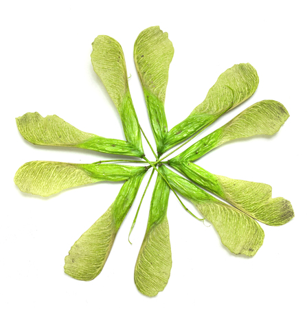 maple seeds on white backgroundの写真素材