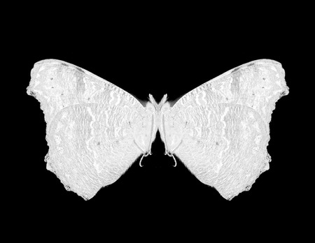 butterfly on a black backgroundの写真素材