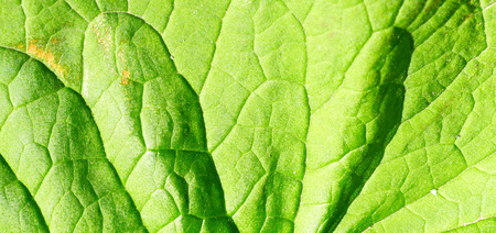 green tree leaves closeup