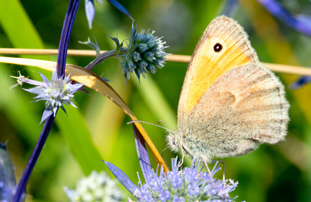 butterfly on a flower nature