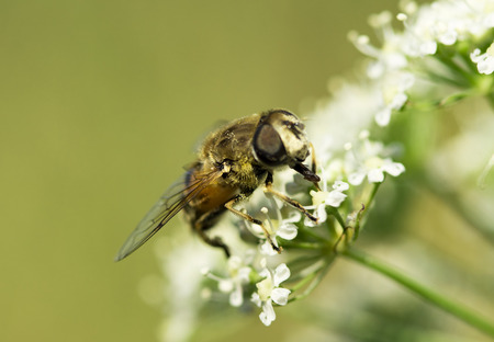 bee on a flower close-upの写真素材
