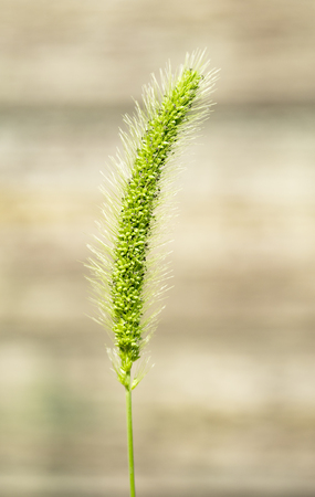 green grass natureの写真素材