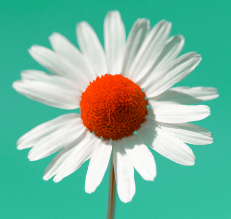 white daisy flower natureの写真素材