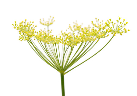 plant family umbrella nature