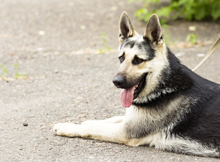 dog photo in natureの写真素材