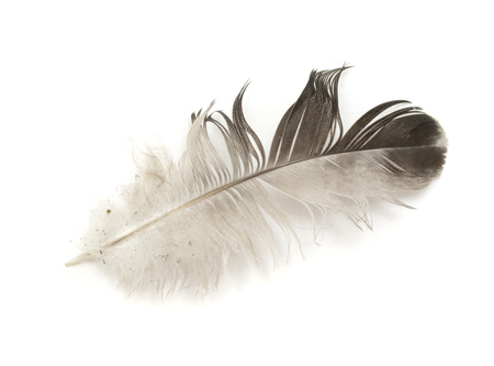black bird feather isolated on white backgroundの写真素材