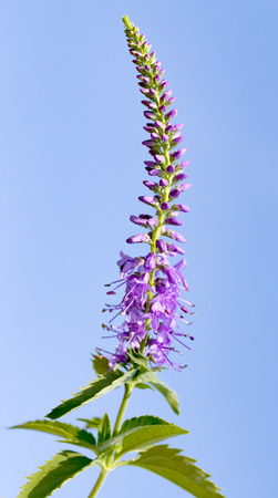 wildflower Trifolium natural landscapeの写真素材