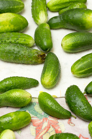 green cucumber crop on a towelの写真素材