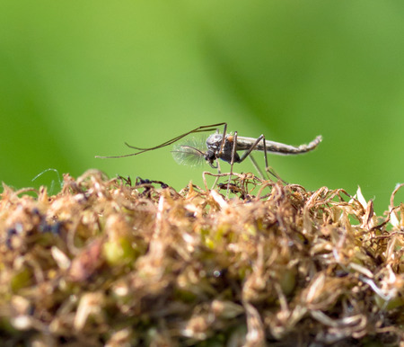 anopheles mosquito close-up nature