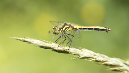 dragonfly close up natureの写真素材