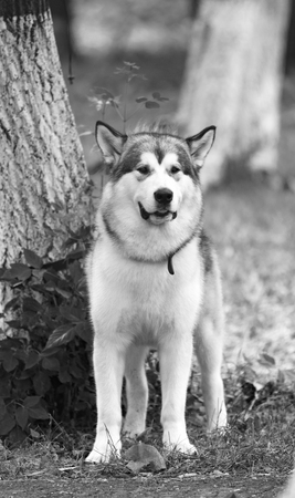 black and white photo of a dog in nature