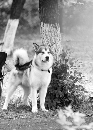 black and white photo of a dog in natureの写真素材